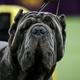 NEW YORK, NY - FEBRUARY 13: A Neapolitan Mastiff competes in the working group on the final night of the 142nd Westminster Kennel Club Dog Show at The Piers on February 13, 2018 in New York City.